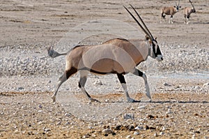 Orix (Gemsbok) running