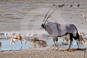 Orix (Gemsbok) and Springbok