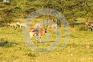 Orix with impalas in the savannah