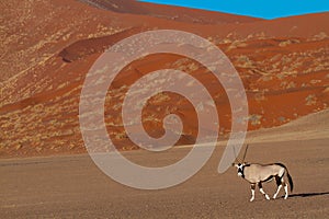 orix sossusvlei national parks of namibia between desert and savannah