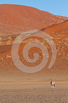 orix sossusvlei national parks of namibia between desert and savannah