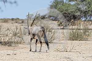 Orix walking away in desert, south of Hobas, Namibia