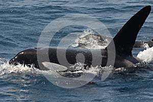 Orka, Killer Whale, Orcinus orca