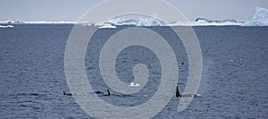 Orka, Killer Whale, Orcinus orca