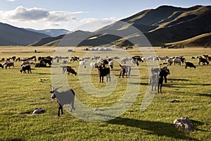 Orkhon idyllic landscape