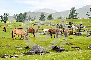 Orkhon Waterfall Area Grazing Horses and Lava Rock