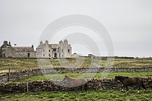 Orkney coastline house with horses Skara Brae