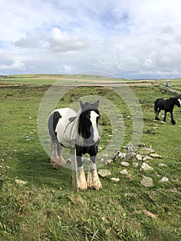Orkney Landscape Field with Ponies
