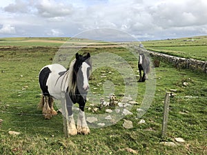 Orkney Landscape Field with Ponies