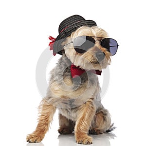 Orkshire Terrier wearing sunglasses and decorated hat