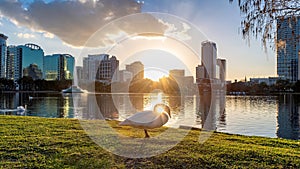 Orlando city at sunset and white swans in the sunlight in Lake Eola, Florida, USA