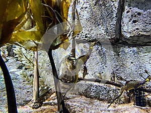 An aquarium of swimming Leafy Sea Dragons at Seaworld Orlando Florida photo