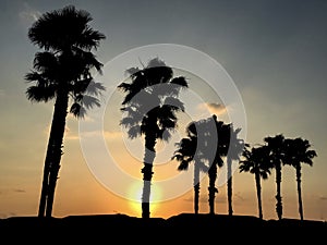 Orlando Florida golden sunrise behind silhouetted palm trees