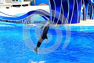 Orlando, Florida, U.S - September 22, 2019 - A dolphin jumping inside a pool