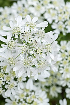Orlaya grandiflora. White laceflower close up.