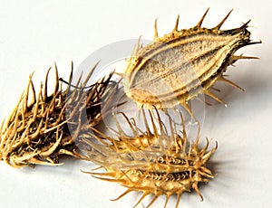 Orlaya Seeds