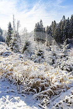 Orlicke Mountains in winter, Czech Republic