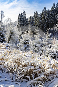 Orlicke Mountains in winter, Czech Republic