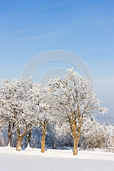 Orlicke Mountains in winter, Czech Republic