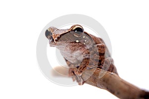 Orlov`s flying frog, Rhacophorus orlovi, on white