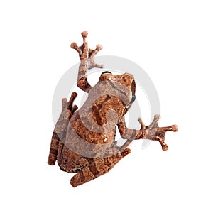 Orlov`s flying frog, Rhacophorus orlovi, on white