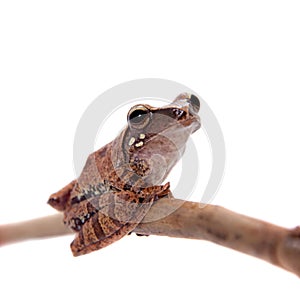 Orlov`s flying frog, Rhacophorus orlovi, on white