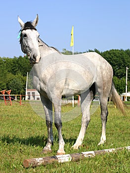 Orlov trotter at the exhibition