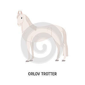 Orlov trotter horse breeding flat vector illustration. Famous Russian racehorse isolated on white background. Graceful