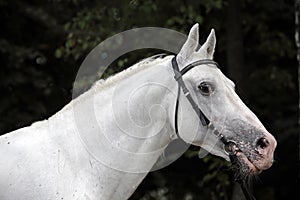 Orlov trotter in nature background