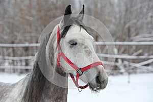 Orlov Trotter, portrait of a dapple gray