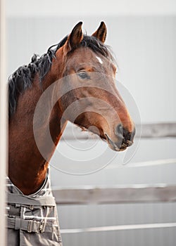 Orlov trotter stallion horse standing near shelter in paddock