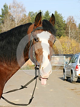 An Orlov trotter sticking his tongue out