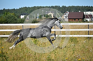 Orlovsky trotter in the field