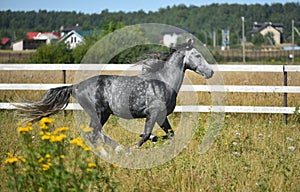 Orlovsky trotter in the field