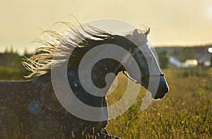 Orlovsky trotter in the field