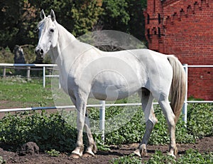 Orlovsky Trotter, portrait of a white mare