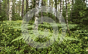 Orlyak common Pteridium aquilinum perennial herbaceous fern in