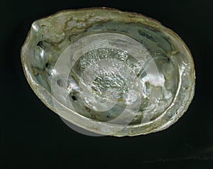 Ormer or Abalone orEar Shell, auris maris