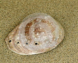 Ormer or Abalone orEar Shell, auris maris