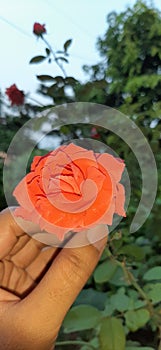 Ornage red rose photo