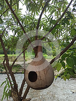 ornamen, ornamen tree, net bird, river photo