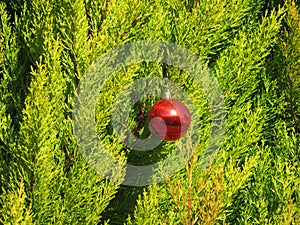 Ornament forgotten loneliness Christmas ball red tree photo