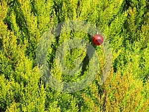 Ornament forgotten loneliness Christmas ball red tree