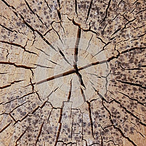 Ornament natural cracked old tree, weathered surface with growth rings close up