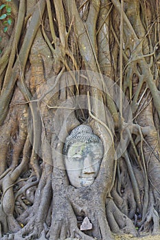 Ornament: Sandstone Buddha head in the tree