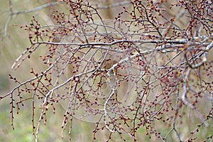 Ornament from spring branches with swollen buds