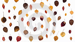 ornament from various fallen autumn leaves