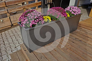 Ornamenta plastic flowerpots with red, yellow, violet blooming flowers. photo