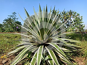 Ornamental agave plant originating from Mexico and Central America