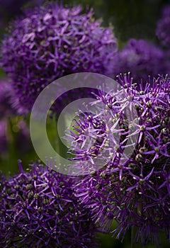 Ornamental Allium (Allium aflatunense) in spring garden